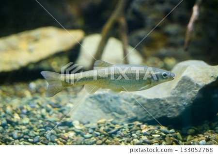 9433 Aburahaya 9433 Aburahaya 133052768