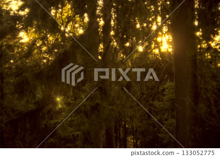 sunlight through the trees sunlight through the trees 133052775