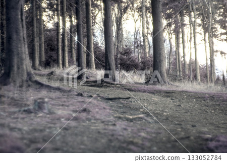forest in fog 133052784
