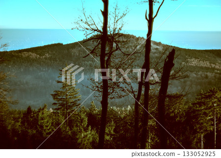 lonely tree on the cliff 133052925