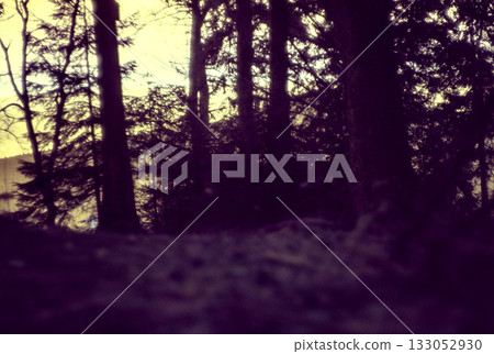 forest in fog 133052930