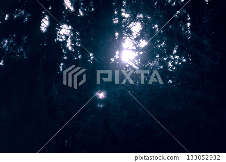 green tree in dark night forest green tree in dark night forest 133052932