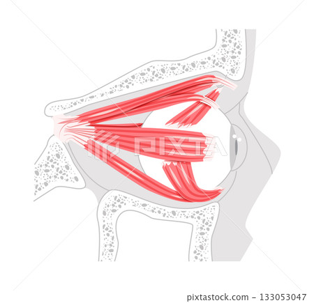 Ocular muscles anatomy chart, superior rectus, inferior rectus, medial rectus, lateral rectus, superior oblique, inferior Ocular muscles anatomy chart, superior rectus, inferior rectus, medial rectus, lateral rectus, superior oblique, inferior 133053047