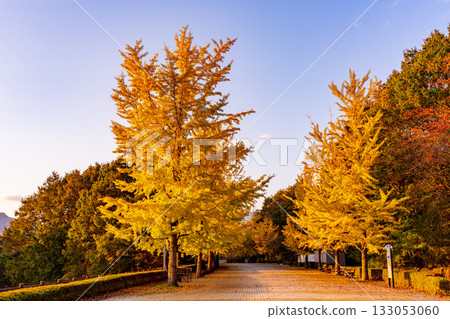 [Saitama Prefecture] Chichibu Muse Park: Rows of ginkgo trees turning yellow 133053060