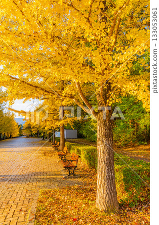 【埼玉縣】秩父繆斯公園:成排的銀杏樹,葉片泛黃。 【埼玉縣】秩父繆斯公園:成排的銀杏樹,葉片泛黃。 133053061