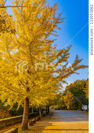 【埼玉縣】秩父繆斯公園:成排的銀杏樹,葉片泛黃。 【埼玉縣】秩父繆斯公園:成排的銀杏樹,葉片泛黃。 133053062