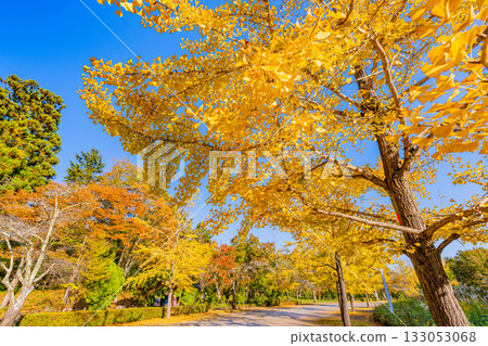 [Saitama Prefecture] Chichibu Muse Park: Rows of ginkgo trees turning yellow 133053068