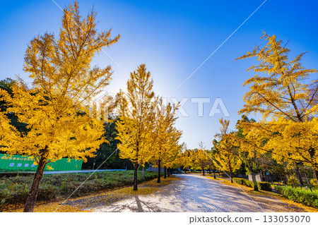 [Saitama Prefecture] Chichibu Muse Park: Rows of ginkgo trees turning yellow 133053070