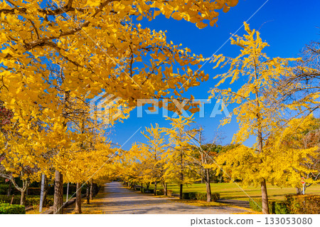 [Saitama Prefecture] Chichibu Muse Park: Rows of ginkgo trees turning yellow 133053080