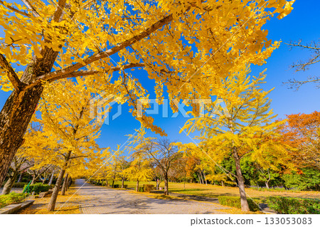 [Saitama Prefecture] Chichibu Muse Park: Rows of ginkgo trees turning yellow 133053083