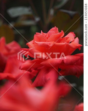 The scent of roses The scent of roses 133053084