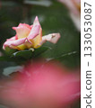 The scent of roses 133053087