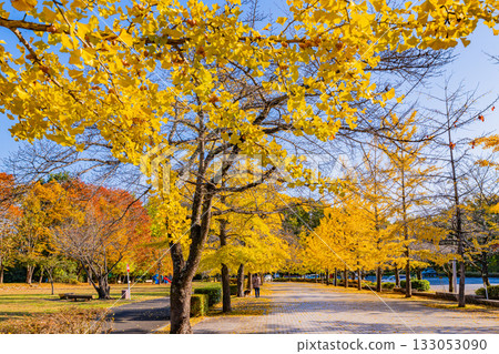 [Saitama Prefecture] Chichibu Muse Park: Rows of ginkgo trees turning yellow 133053090