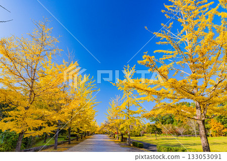 [Saitama Prefecture] Chichibu Muse Park: Rows of ginkgo trees turning yellow 133053091