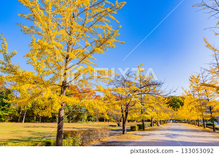 [Saitama Prefecture] Chichibu Muse Park: Rows of ginkgo trees turning yellow 133053092