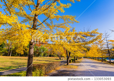 [Saitama Prefecture] Chichibu Muse Park: Rows of ginkgo trees turning yellow 133053093