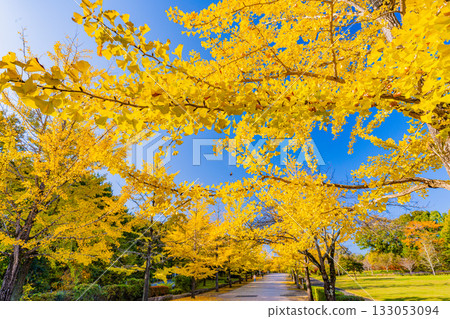 [Saitama Prefecture] Chichibu Muse Park: Rows of ginkgo trees turning yellow 133053094