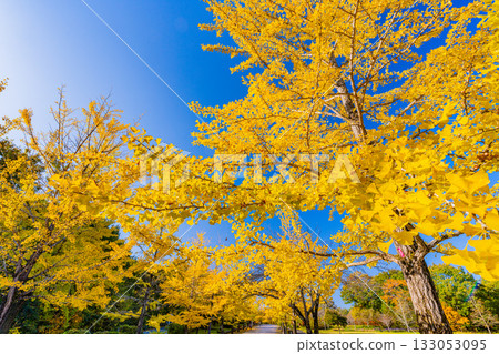 [Saitama Prefecture] Chichibu Muse Park: Rows of ginkgo trees turning yellow 133053095
