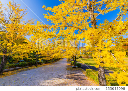 【埼玉縣】秩父繆斯公園：成排的銀杏樹，葉片泛黃。 133053096