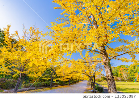[Saitama Prefecture] Chichibu Muse Park: Rows of ginkgo trees turning yellow 133053097