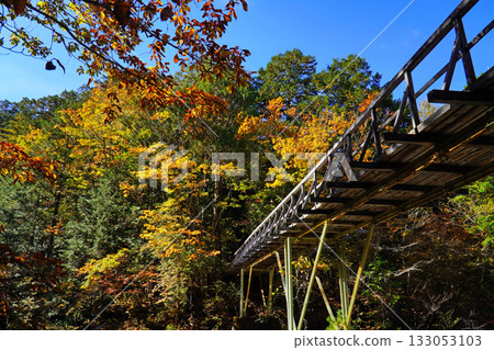 Autumn leaves of Akazawa natural recreation forest 133053103