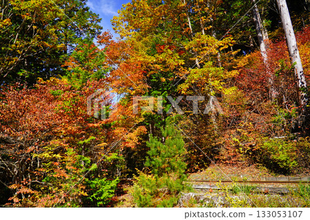 Autumn leaves of Akazawa natural recreation forest 133053107