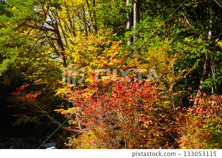 Autumn leaves of Akazawa natural recreation forest 133053115