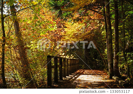 Autumn leaves of Akazawa natural recreation forest 133053117