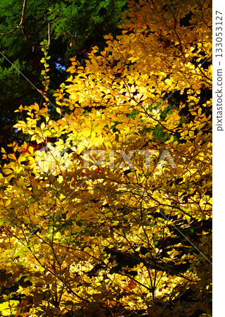 Akazawa自然休閒森林秋葉 133053127