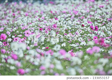 Cosmos field in full bloom 133053157