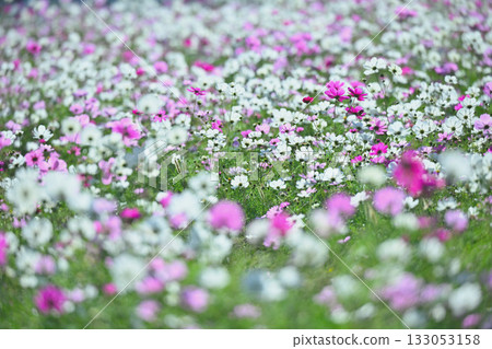 Cosmos field in full bloom 133053158