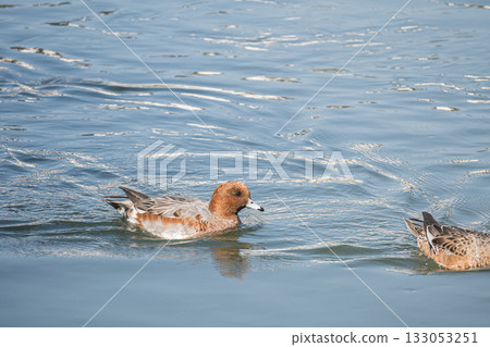 京都琵琶湖運河中游弋的野鴨 133053251