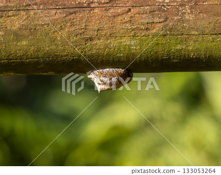 Praying mantis egg case laid on a handrail Praying mantis egg case laid on a handrail 133053264