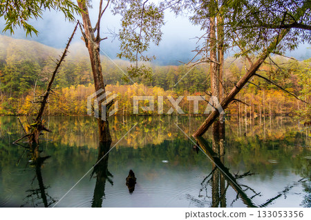 Autumn leaves reflected on the surface of a natural lake before dawn 133053356