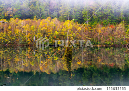 黎明前，秋葉倒映在天然湖面上。 133053363