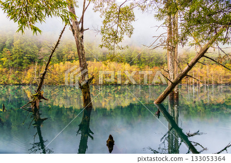Autumn leaves reflected on the surface of a natural lake before dawn 133053364