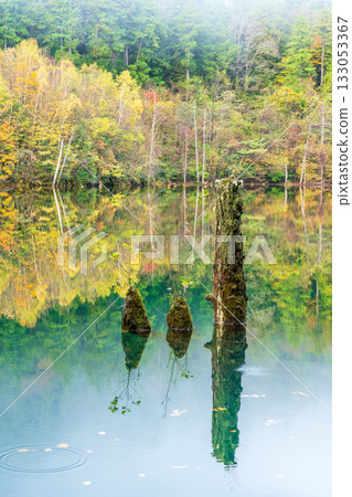 黎明前，秋葉倒映在天然湖面上。 133053367