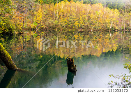 黎明前，秋葉倒映在天然湖面上。 133053370