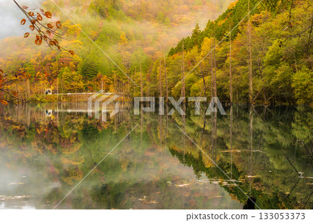 黎明前,秋葉倒映在天然湖面上。 黎明前,秋葉倒映在天然湖面上。 133053373