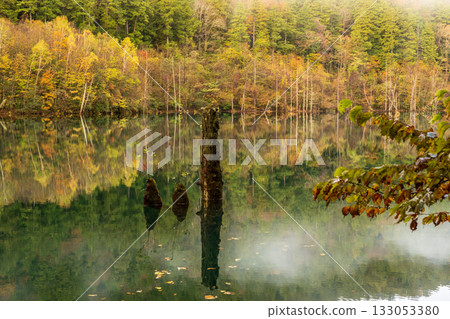 Autumn leaves reflected on the surface of a natural lake before dawn 133053380