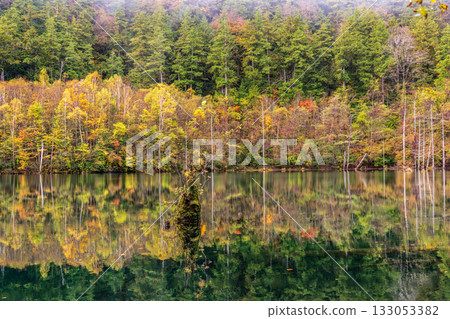 黎明前，秋葉倒映在天然湖面上。 133053382