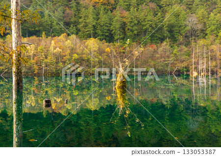 黎明前,秋葉倒映在天然湖面上。 黎明前,秋葉倒映在天然湖面上。 133053387
