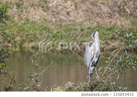 Grey Heron, Kamogawa River, Kyoto City Grey Heron, Kamogawa River, Kyoto City 133053415