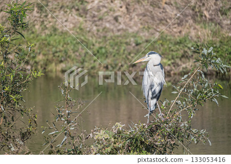 Grey Heron, Kamogawa River, Kyoto City Grey Heron, Kamogawa River, Kyoto City 133053416