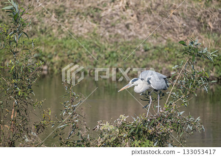 京都市灰鷺鴨川 133053417