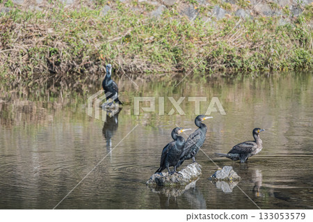 京都市鴨川大鸕鶿 京都市鴨川大鸕鶿 133053579