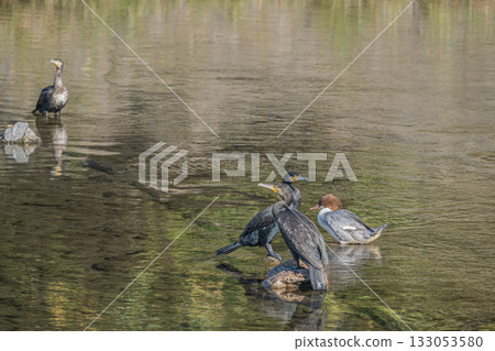 雌性大鸕鶿和普通秋沙鴨,鴨川,京都市 雌性大鸕鶿和普通秋沙鴨,鴨川,京都市 133053580