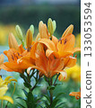 Beautiful lily flower 133053594