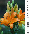 Beautiful lily flower 133053595