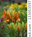 Beautiful lily flower 133053597